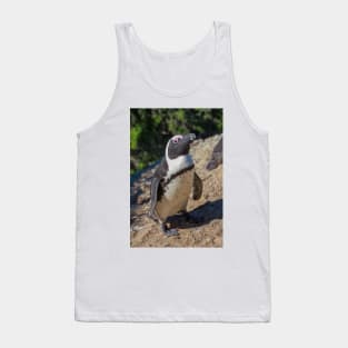 South African Cape Penguin at Boulders Beach Tank Top